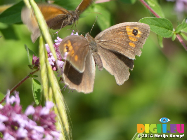 FZ006861 Meadow Brown butterfly (Maniola jurtina)